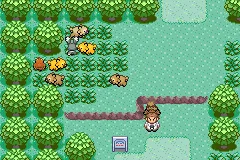 Finding a wild Bidoof on Route 101.