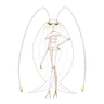 Pheromosa